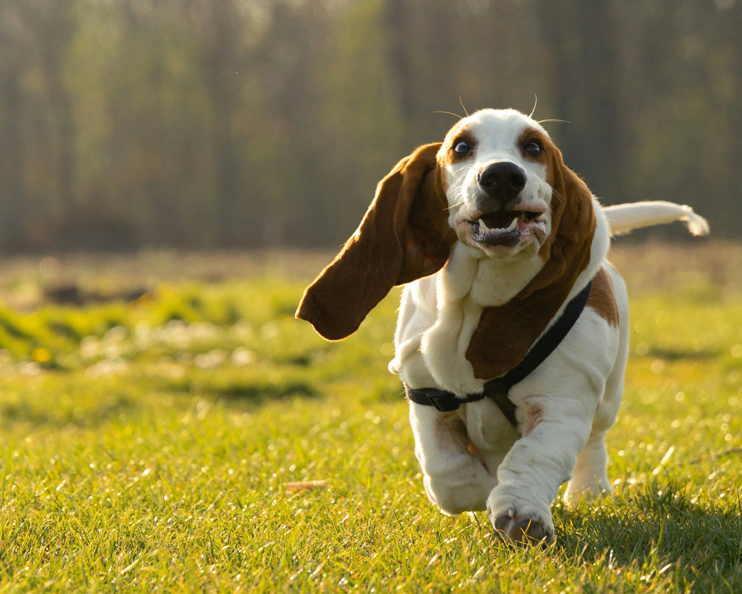A beagle dog running on grass in a park during sunset with a happy expression.