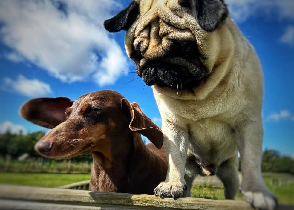 Close-up of two dogs, a pug and a dachshund, outdoors with a blue sky and clouds in the background.