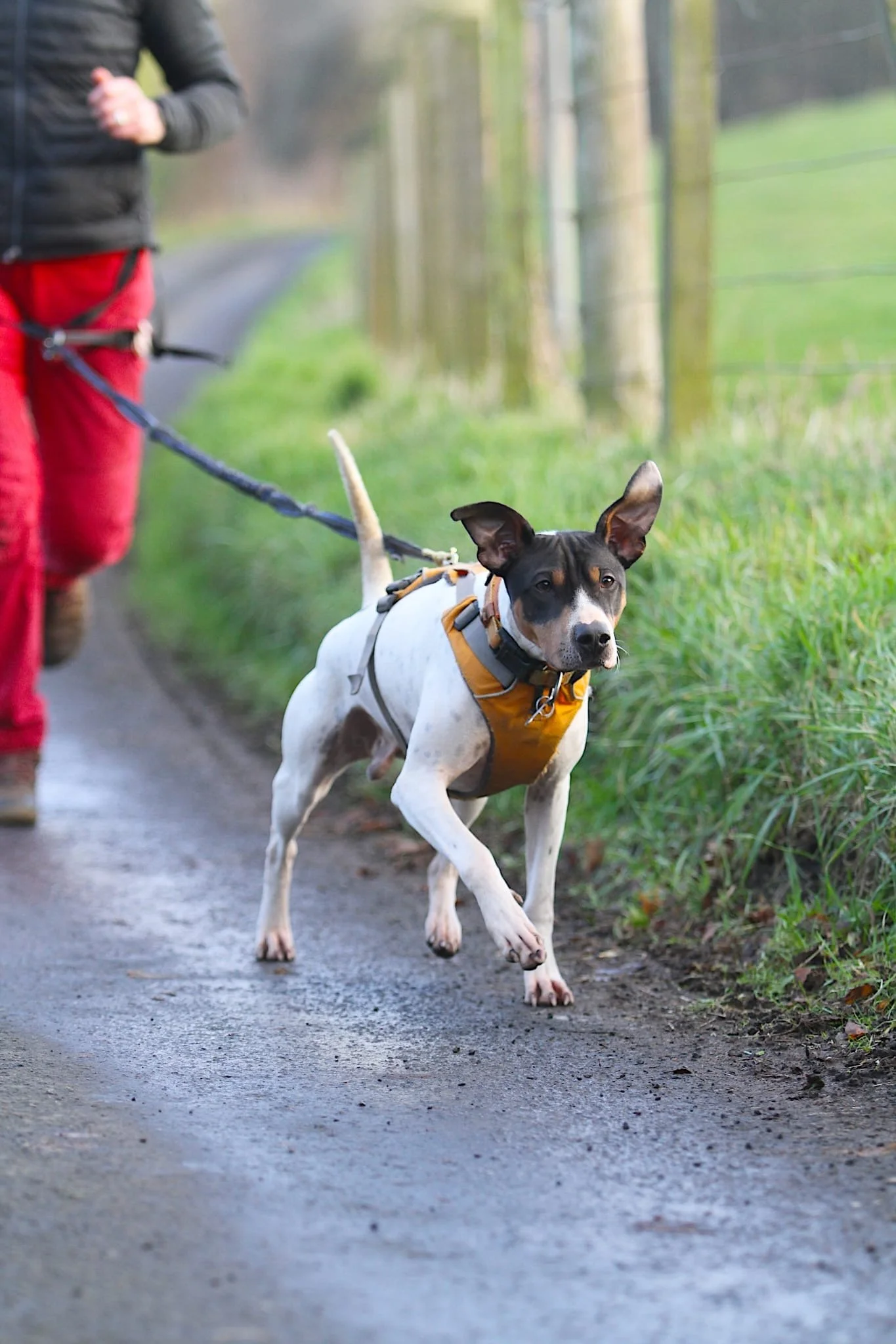 A dog on a walk along a rural path, wearing a harness, with a person holding the leash, and a grassy field with fence posts in the background.