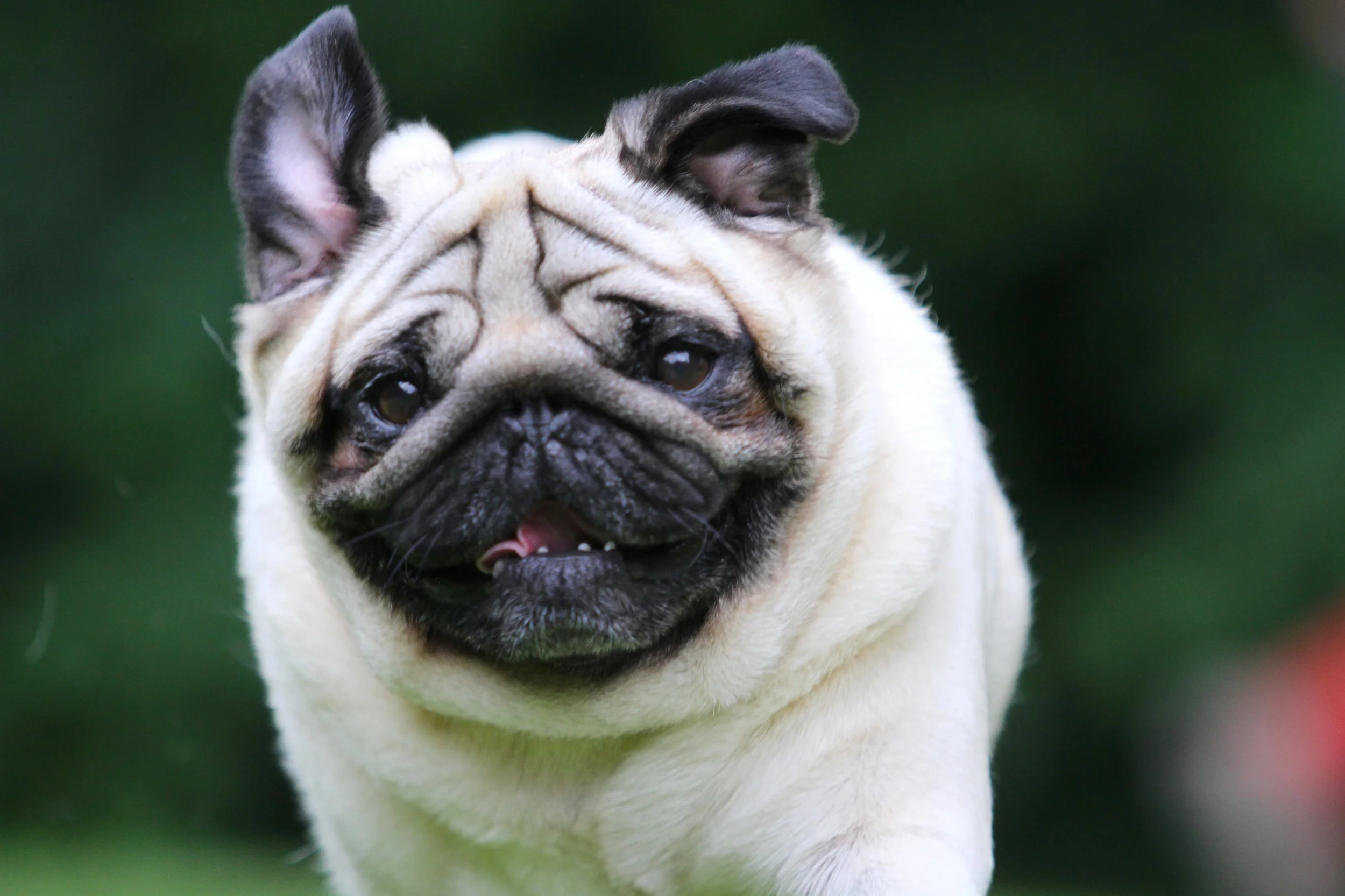 Close-up of a pug dog outdoors with a green background.