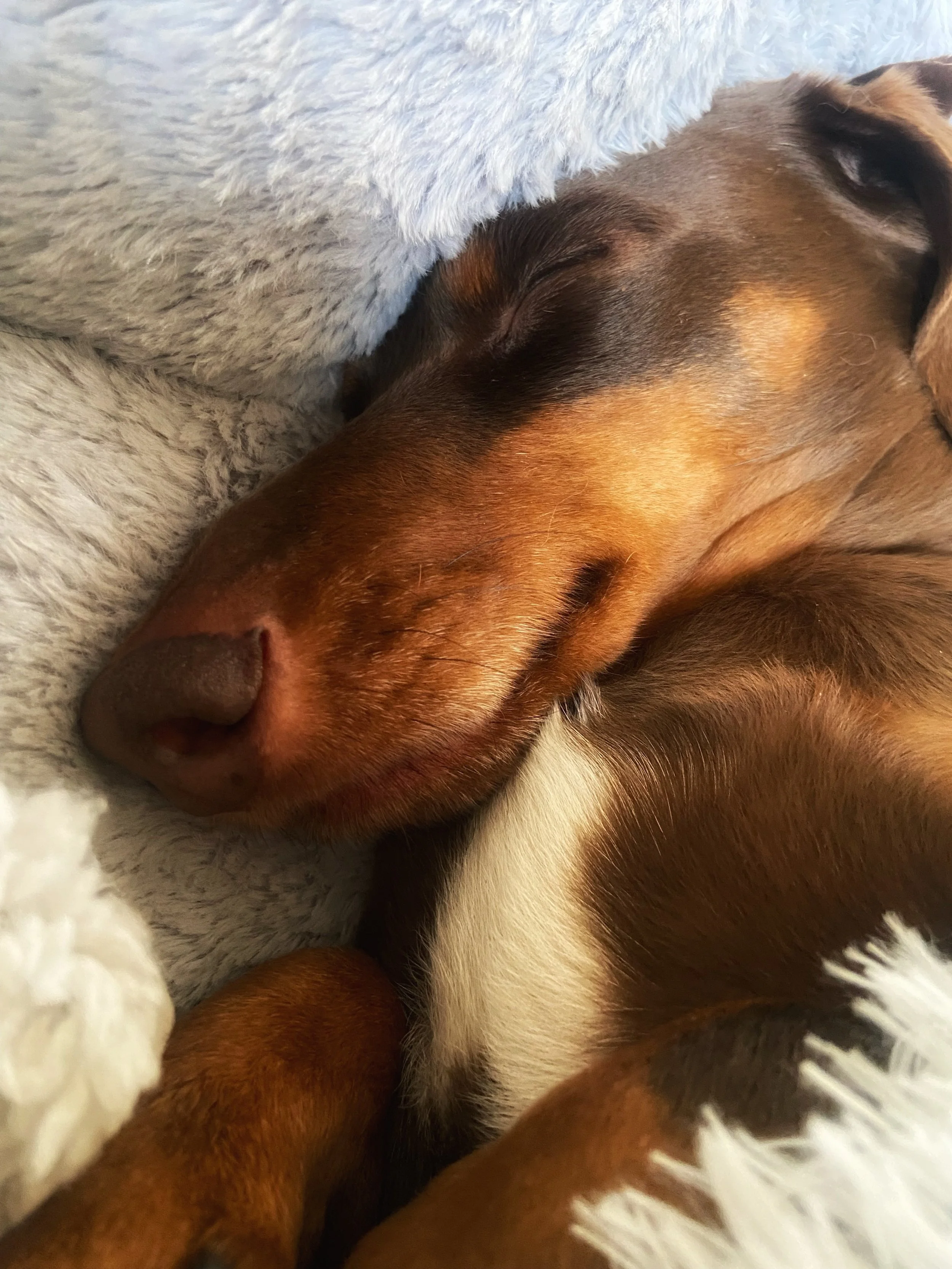 Close-up of two dogs sleeping together, one with grey fur and the other with brown and black fur, snuggling on a fluffy white surface.