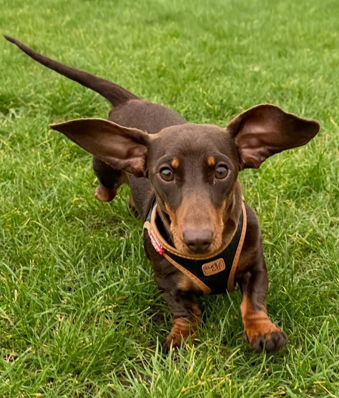 A playful brown and tan dachshund running through green grass, with large ears flopping as it looks at the camera.
