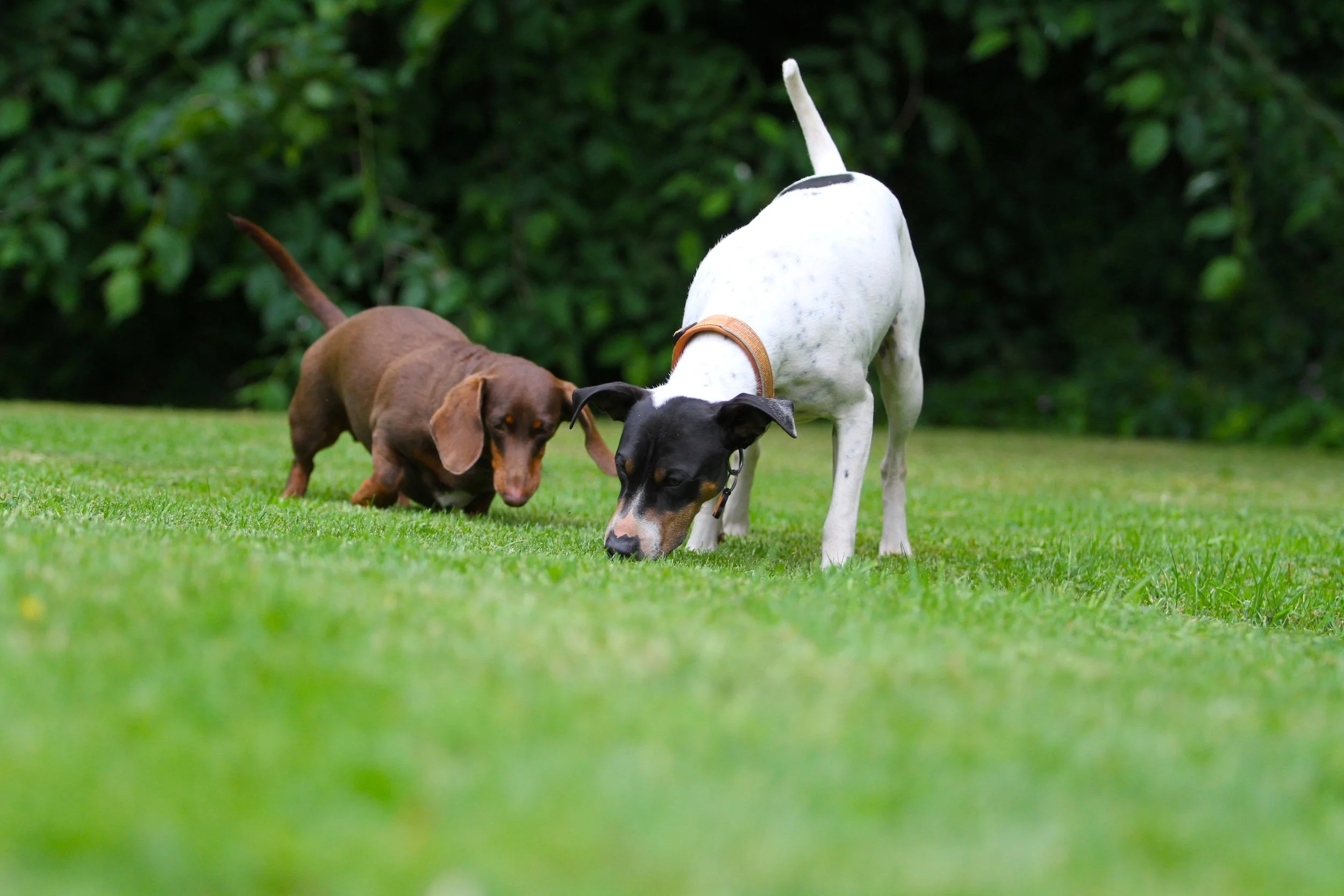 Two dogs, a brown Dachshund and a white and black mixed breed, are sniffing the grass in a green, outdoor area with dense foliage in the background.