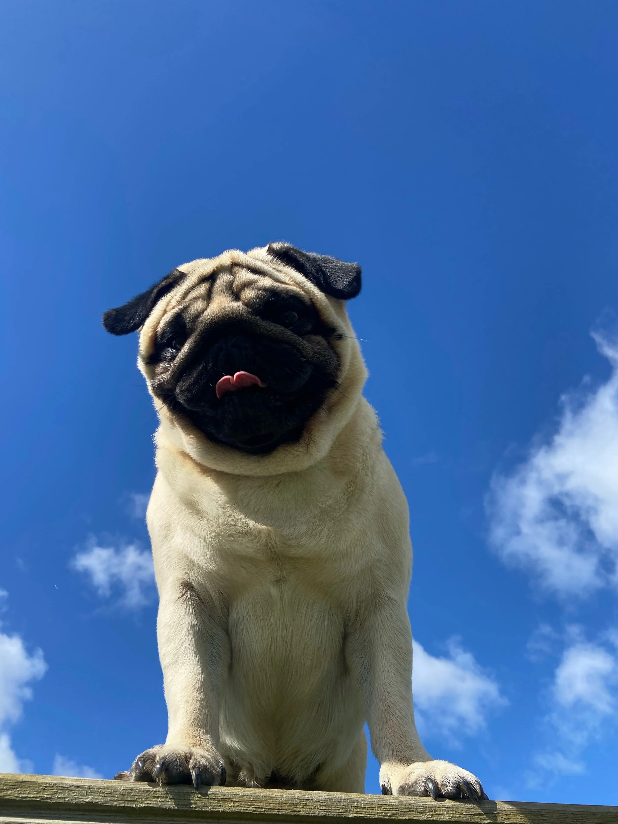 Close-up of a pug dog standing on wooden surface under a clear blue sky, looking down at the camera with its tongue slightly out.