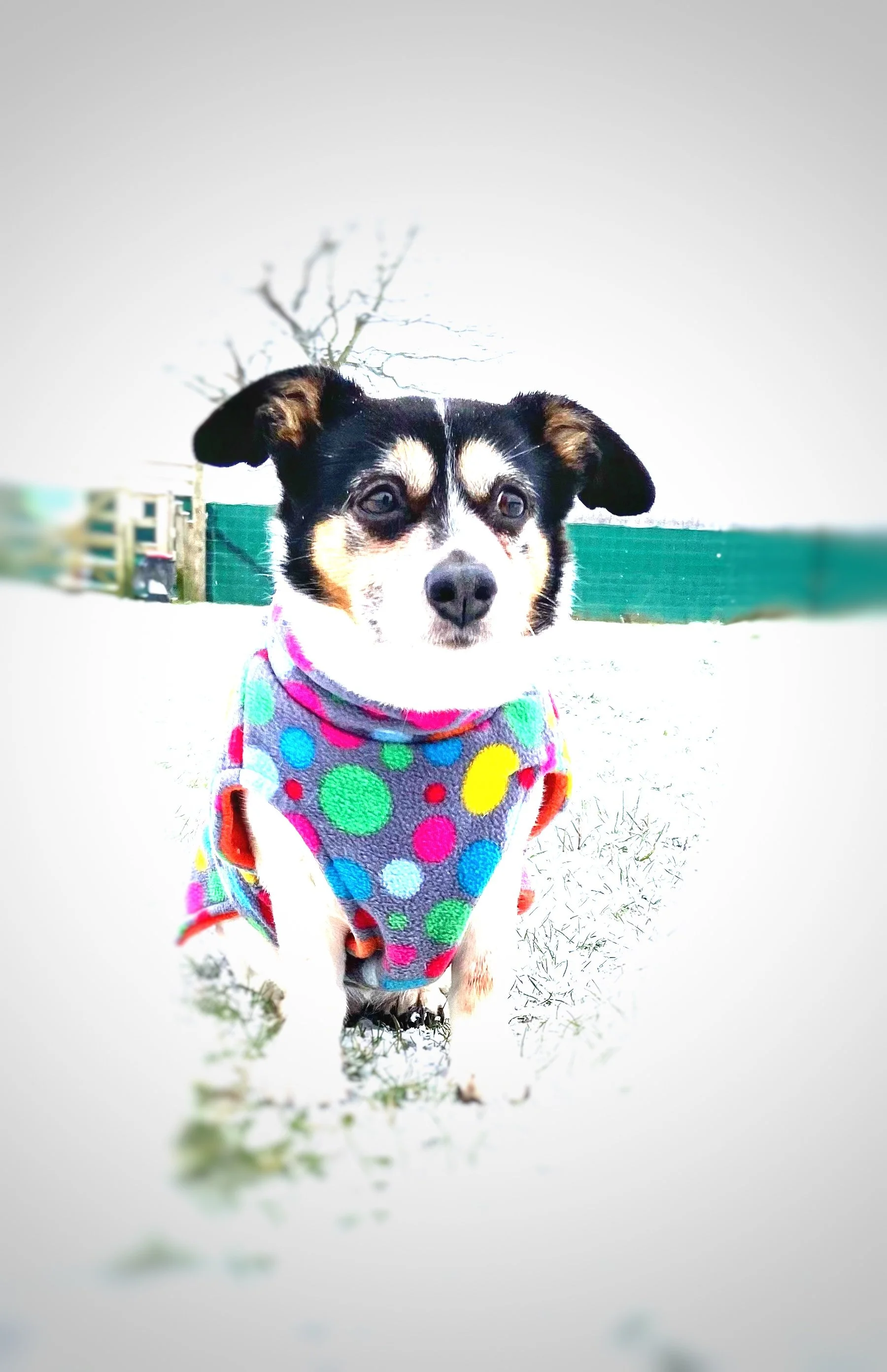 A small dog with black, brown, and white fur, wearing a colorful polka dot sweater, walking on snow in a backyard with a wooden fence and leafless tree in the background.