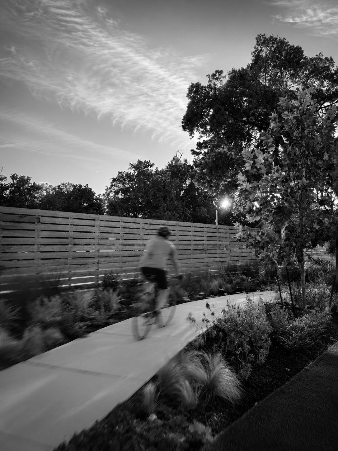 Black-and-white photo of a cyclist riding along a landscaped garden path beside a wooden fence and trees