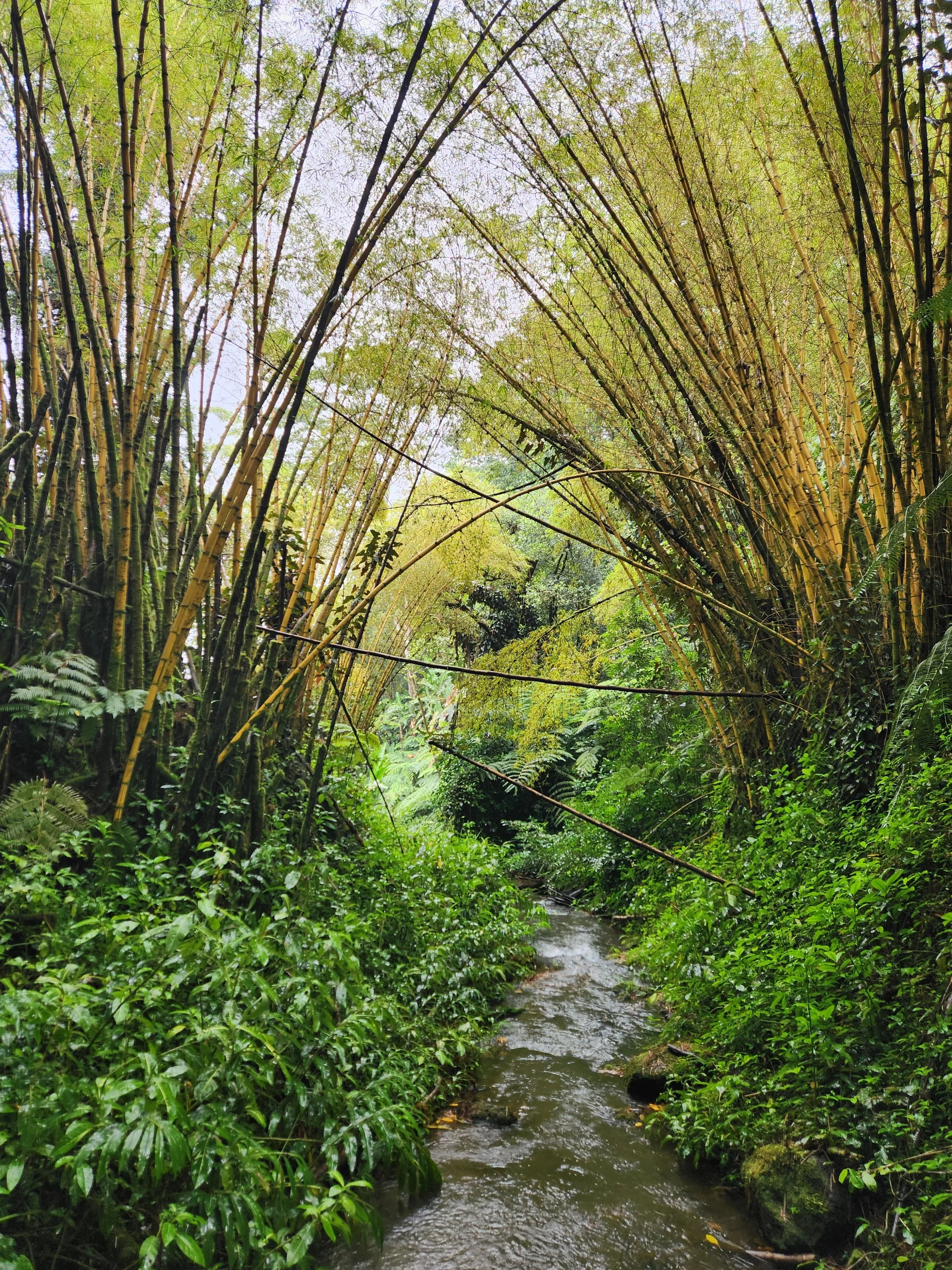 A lush green tropical rainforest with dense foliage and tall bamboo trees arching down over a small stream.
