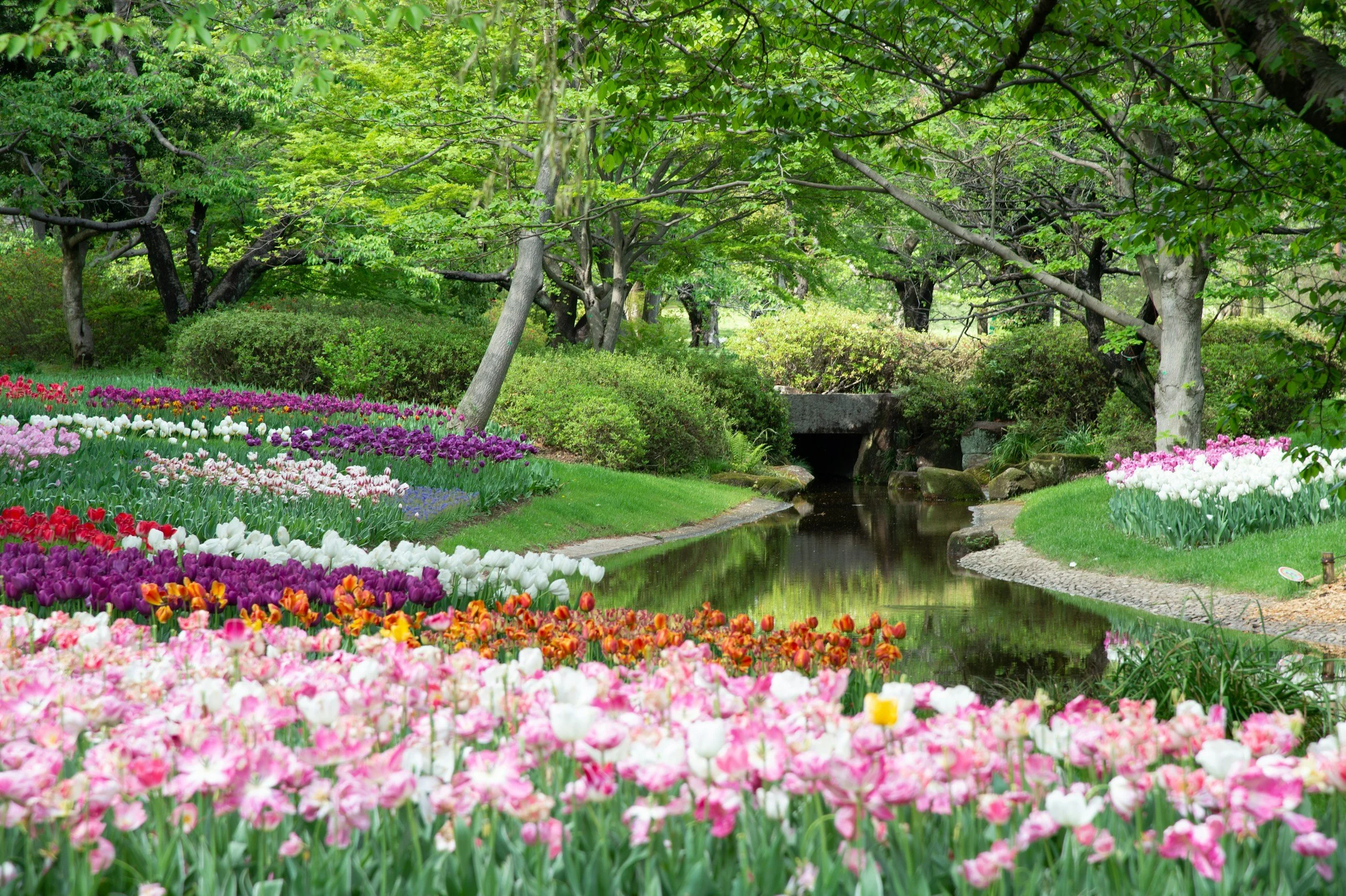 A vibrant garden with a variety of colorful tulips along the edge of a small stream, surrounded by lush green trees and bushes.
