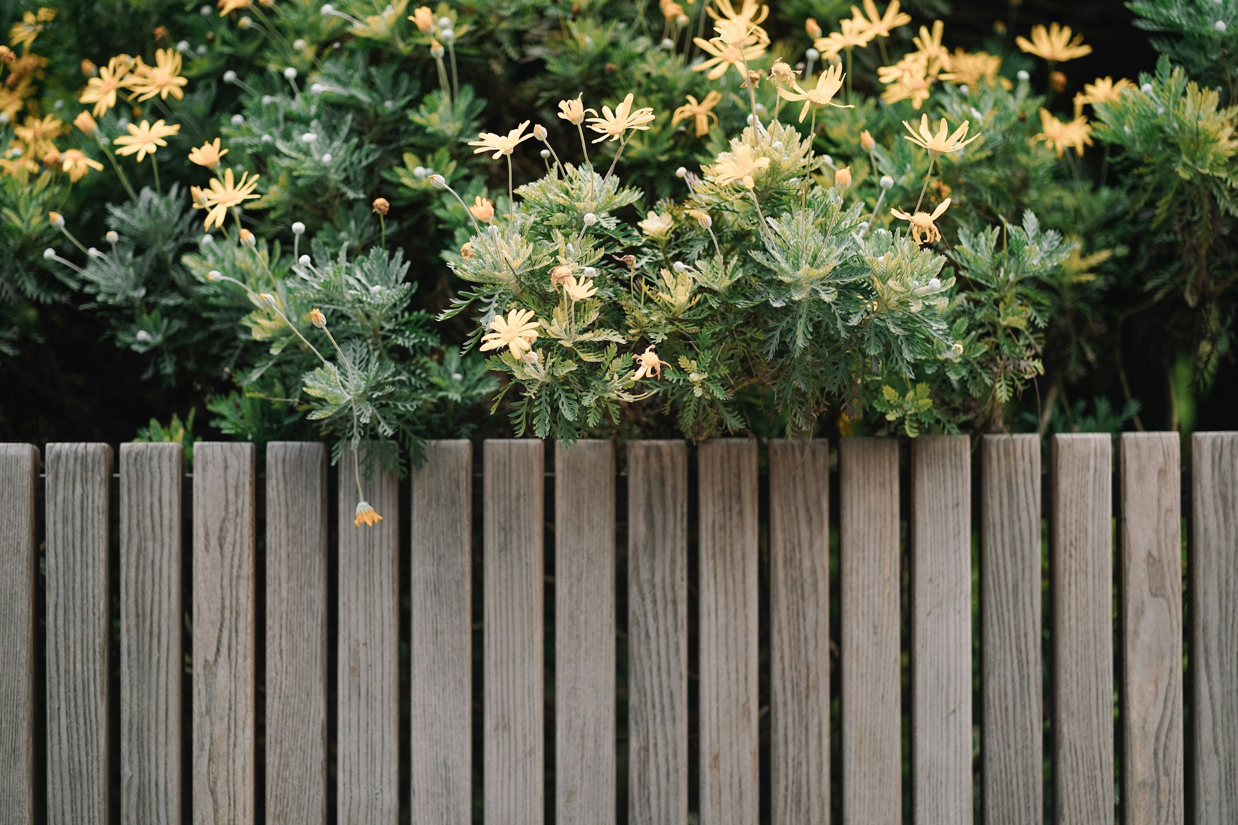 Yellow flowers and green foliage behind a wooden fence.