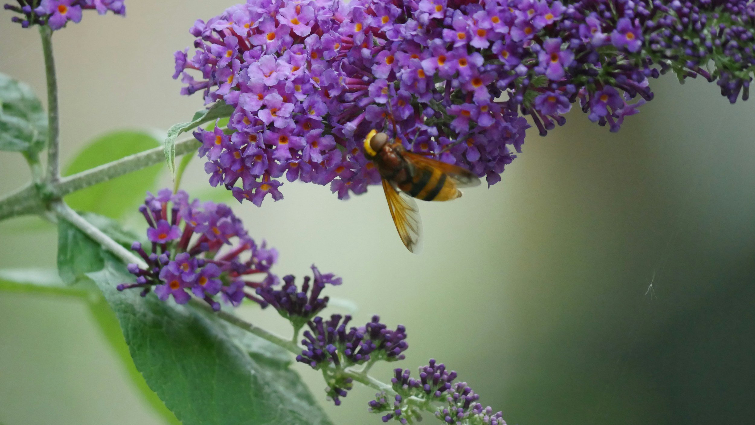 A hoverfly perched on purple buddleia flowers, with a greenish blurred background.