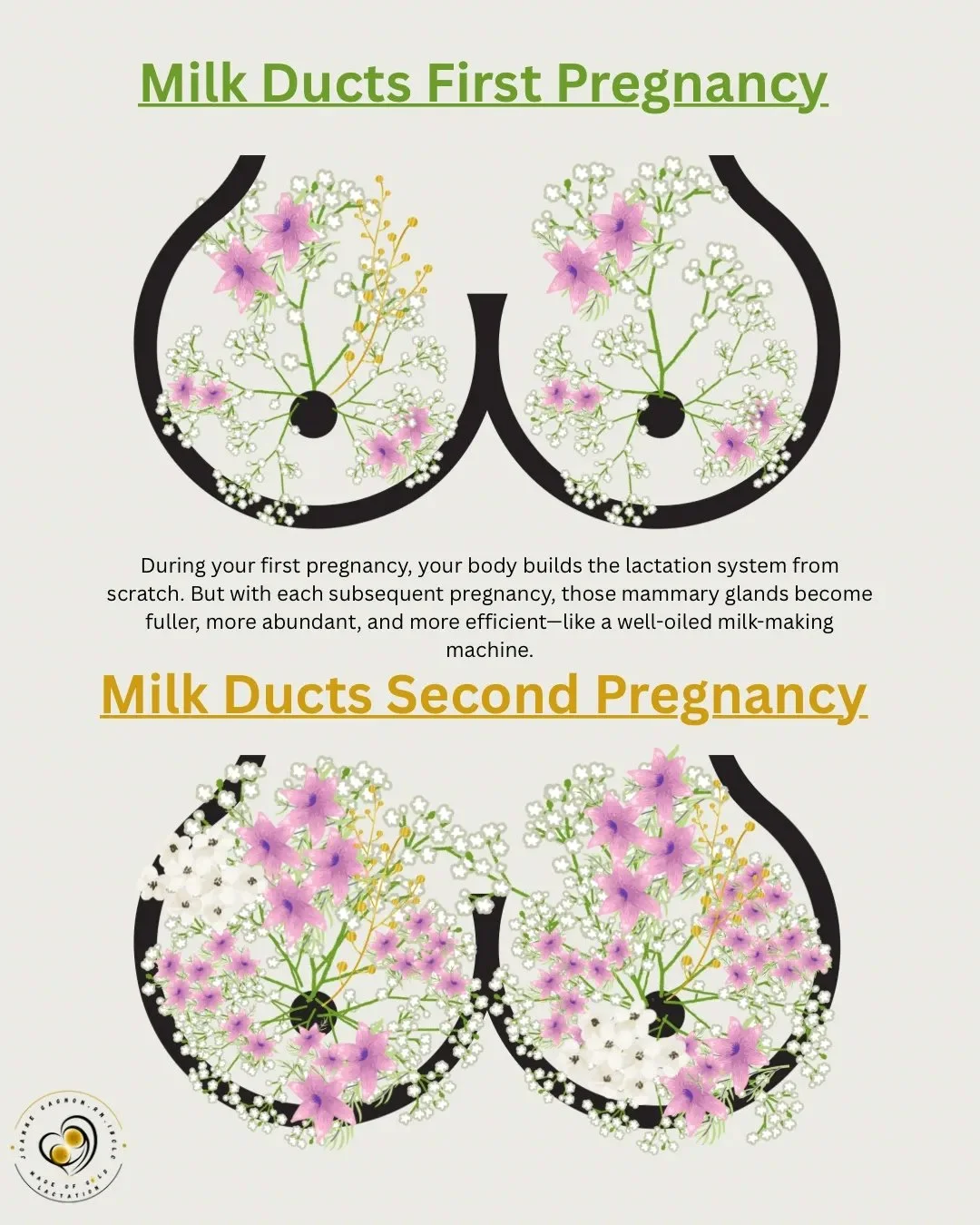 Milk Ducts and Pregnancy