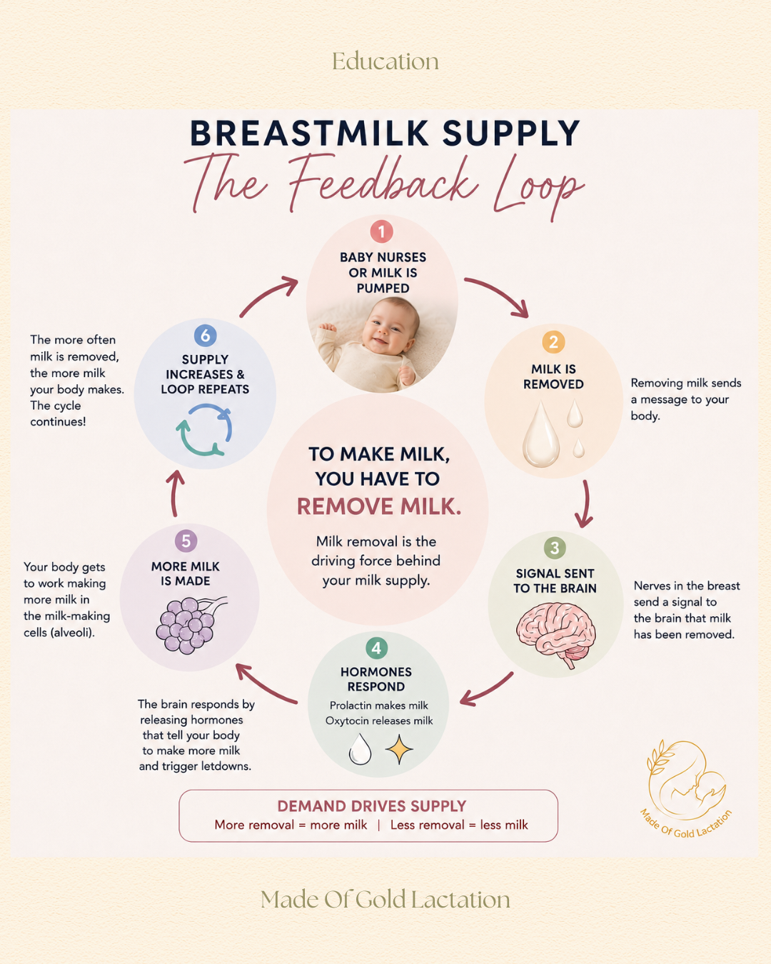 Breastmilk Supply- The Feedback Loop