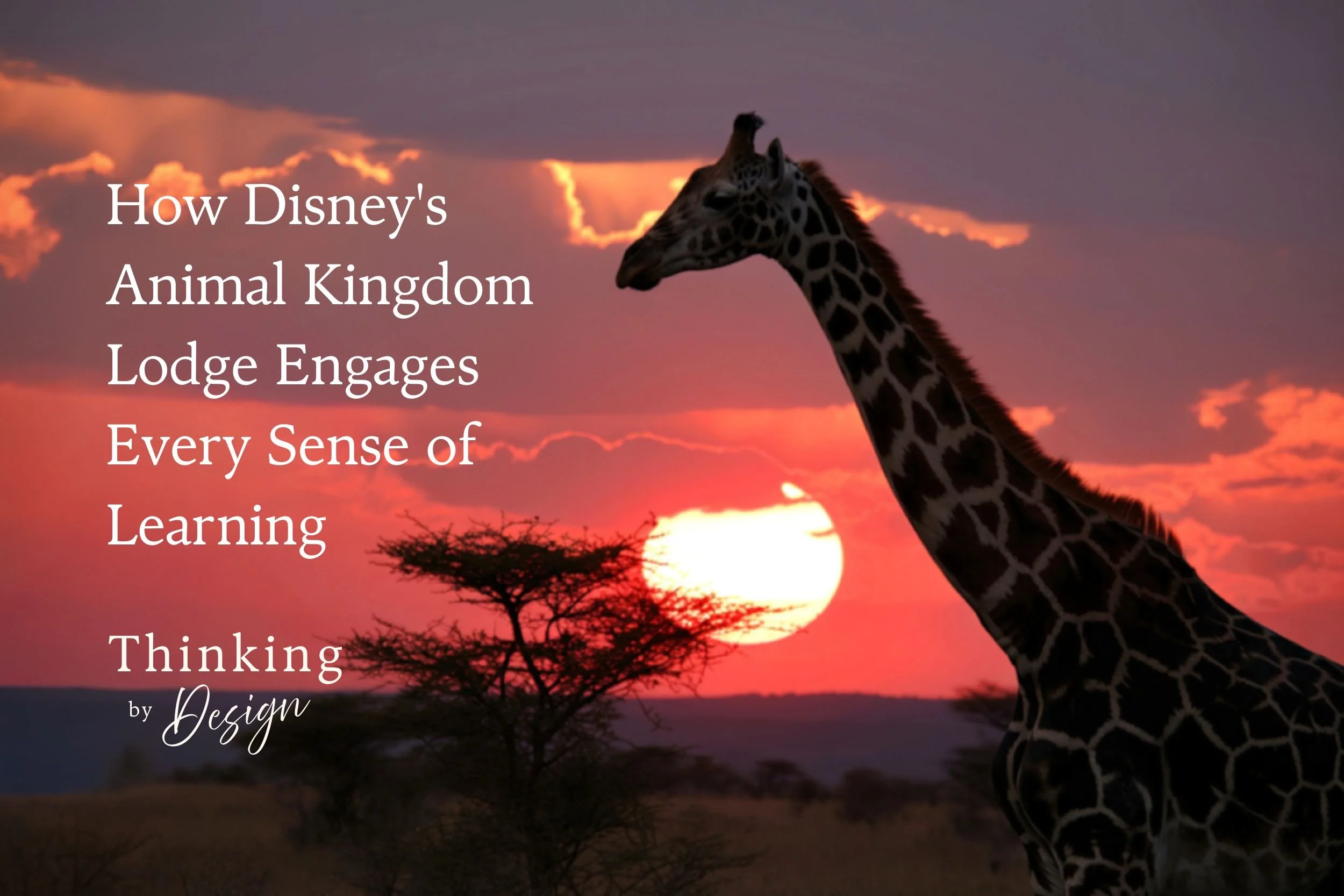 How Disney's Animal Kingdom Lodge Engages Every Sense of Learning
