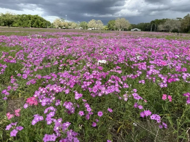 Flowers.jpg