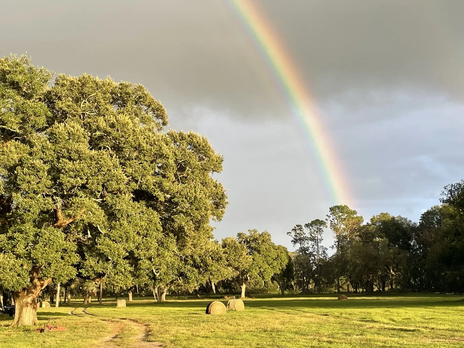 rainbow.webp
