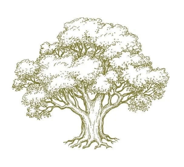 Green and white graphic of a large, leafy tree with a thick trunk and extensive branches.