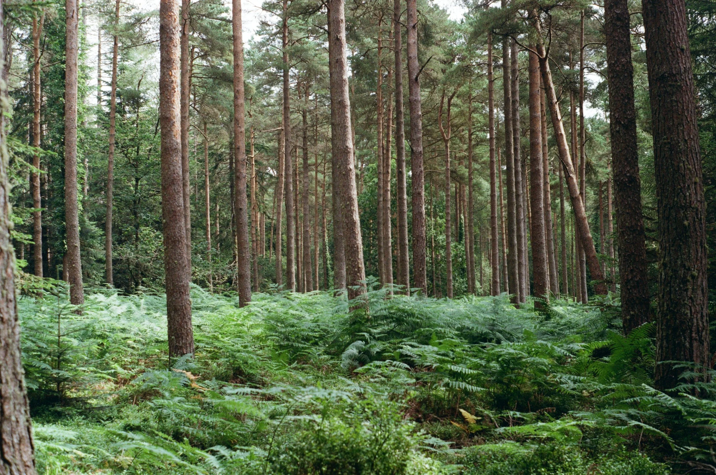 kodak_200_c_41_34989_98368_219173_002190810009.jpg