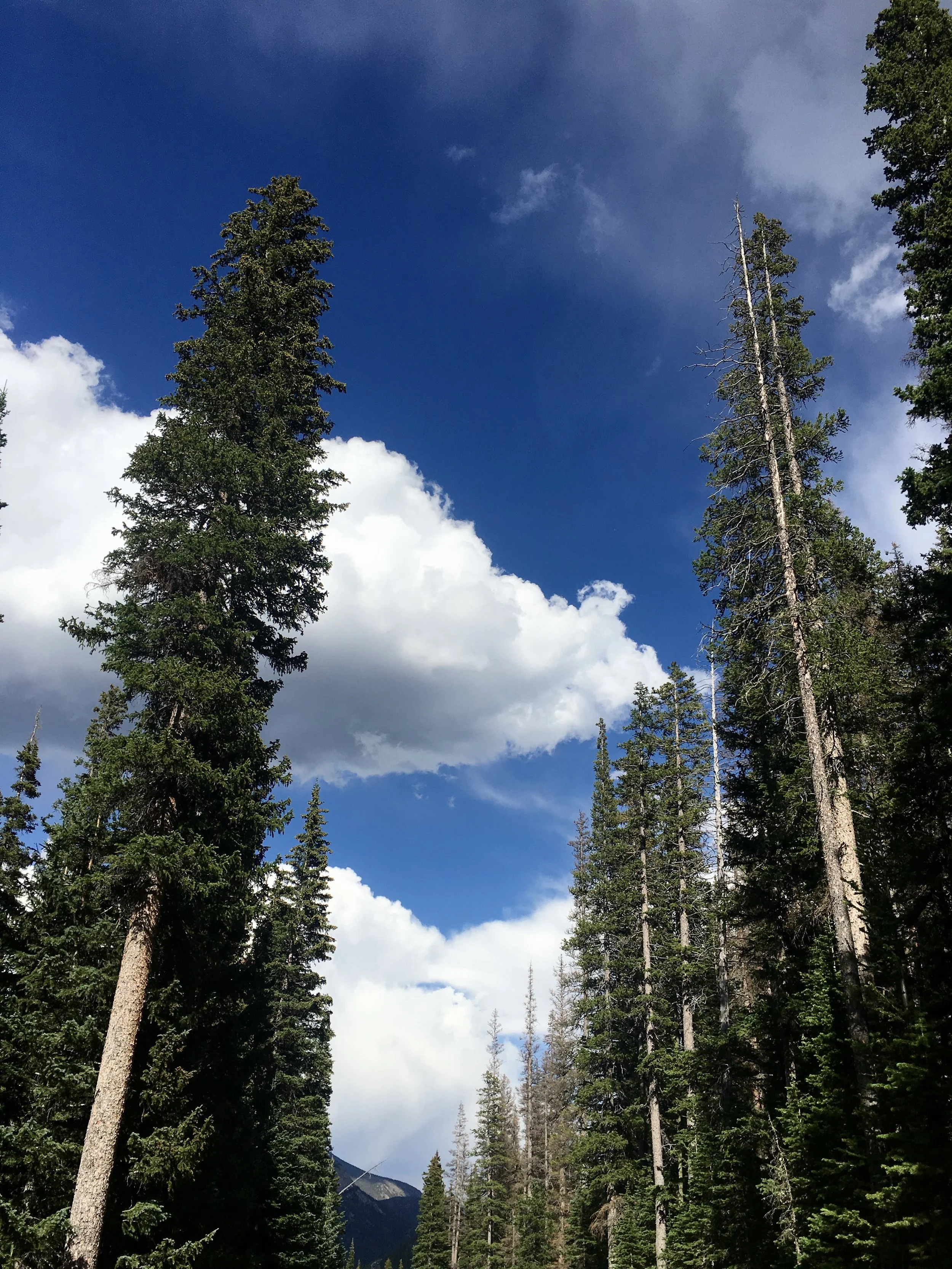 anna-borrero-Nature-and-personal-growth-self-trust-coach