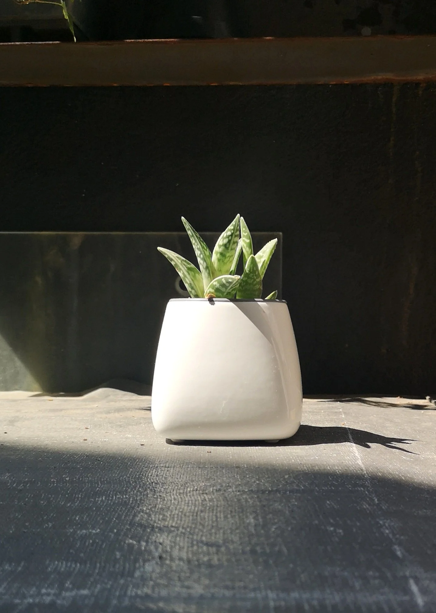 Pianta succulenta con foglie verdi maculate in un vaso bianco, illuminata dal sole.