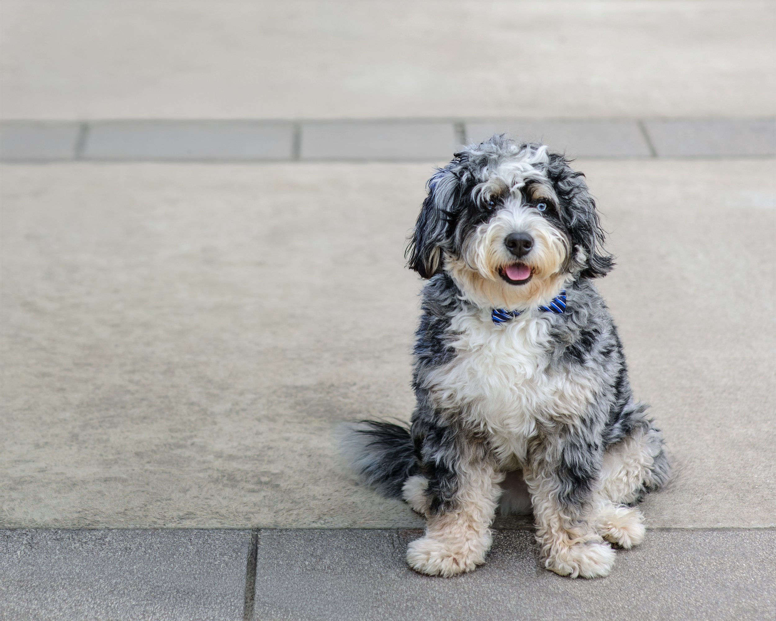 A cute, fluffy black and white dog with bright blue eyes sitting outside on a light-colored sidewalk.