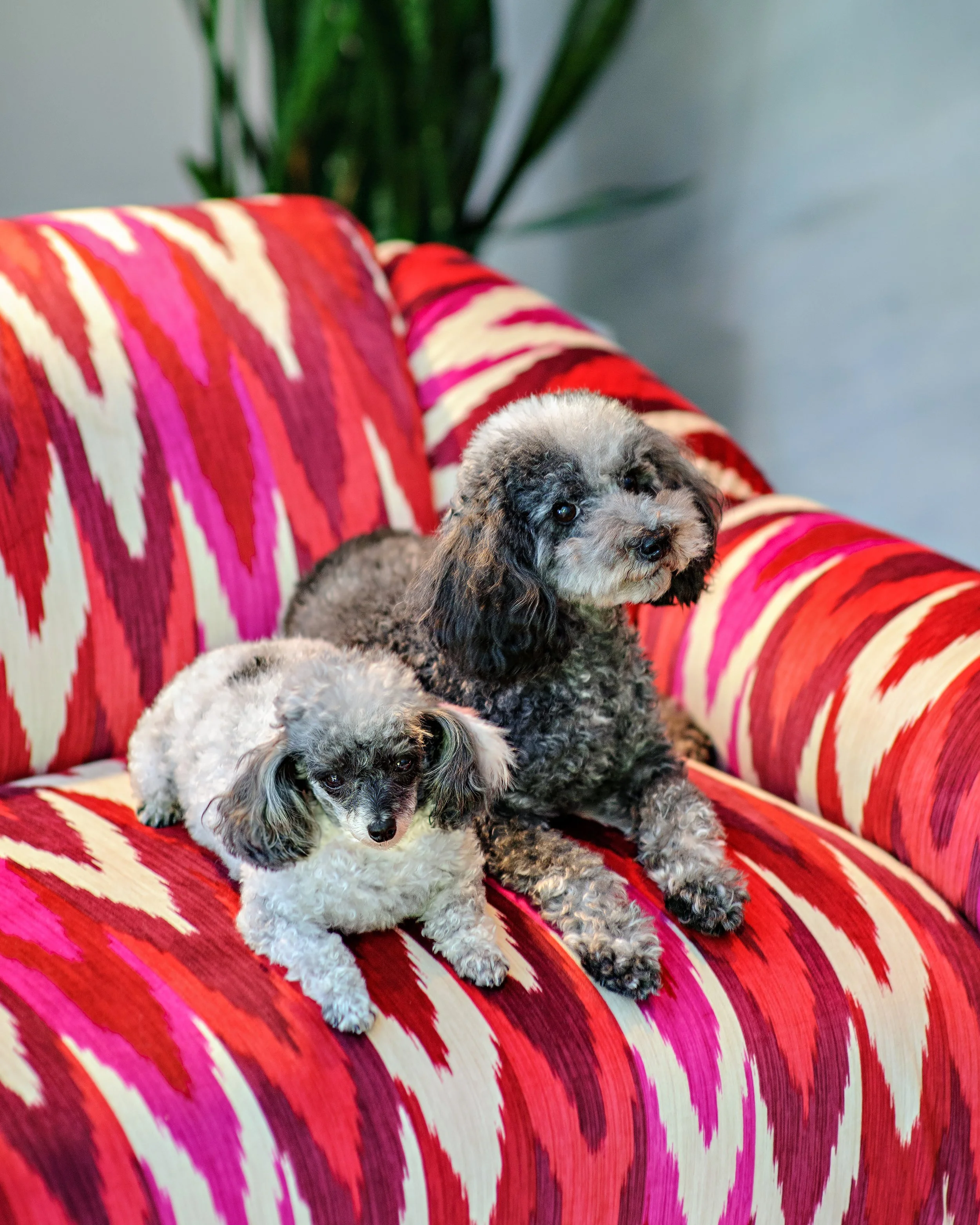 Two small dogs sitting on a colorful, striped couch. One dog has curly, light-colored fur with dark patches around its eyes; the other has darker, wavy fur. Behind them is a green plant against a light wall.