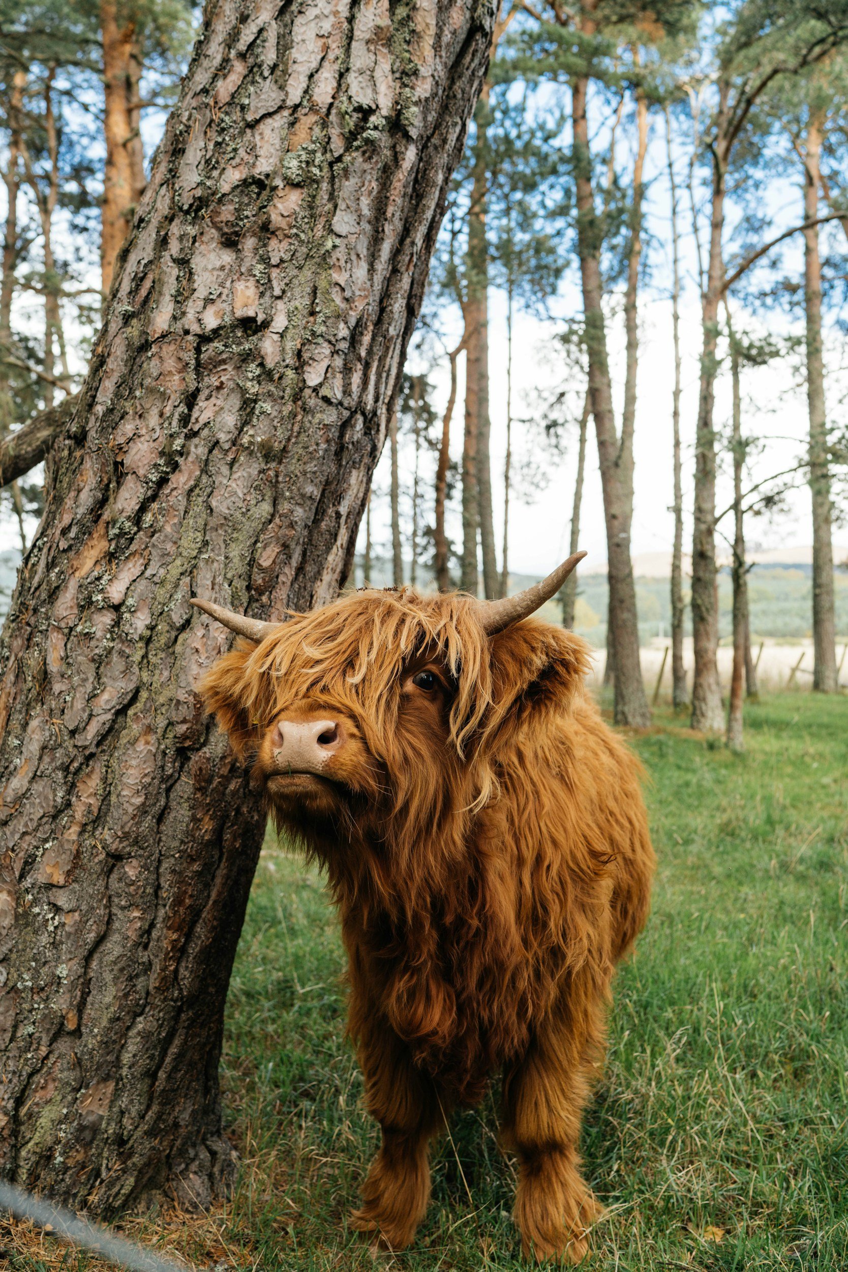 Mini Highland Cow