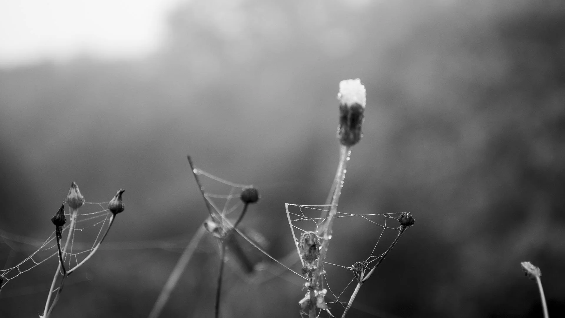 BW 4.jpg