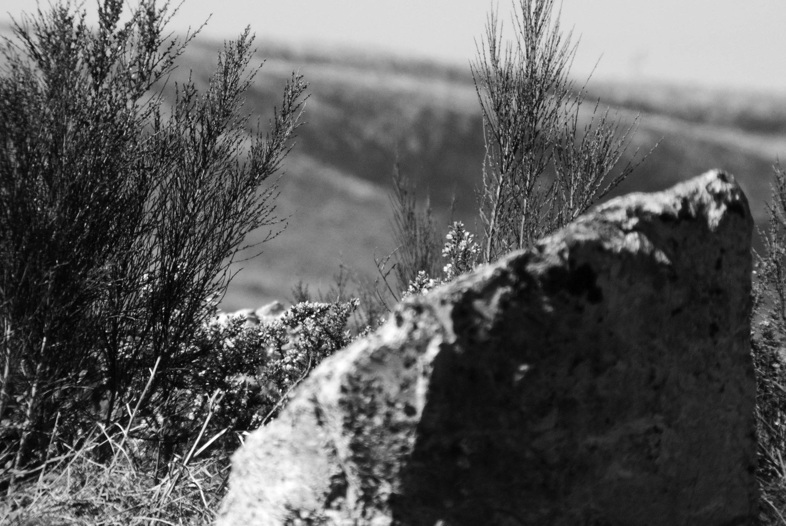 paisaje 2.jpg