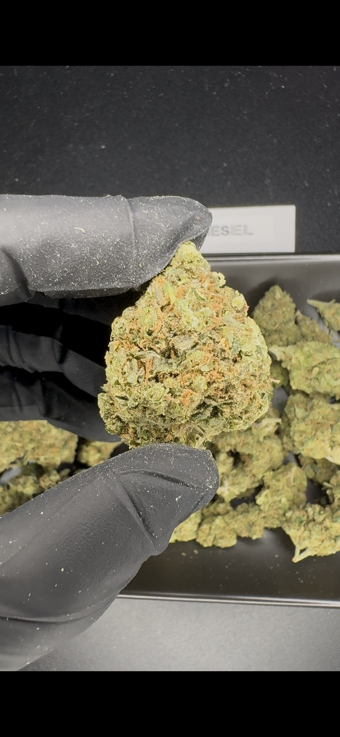 NYC diesel⛽️