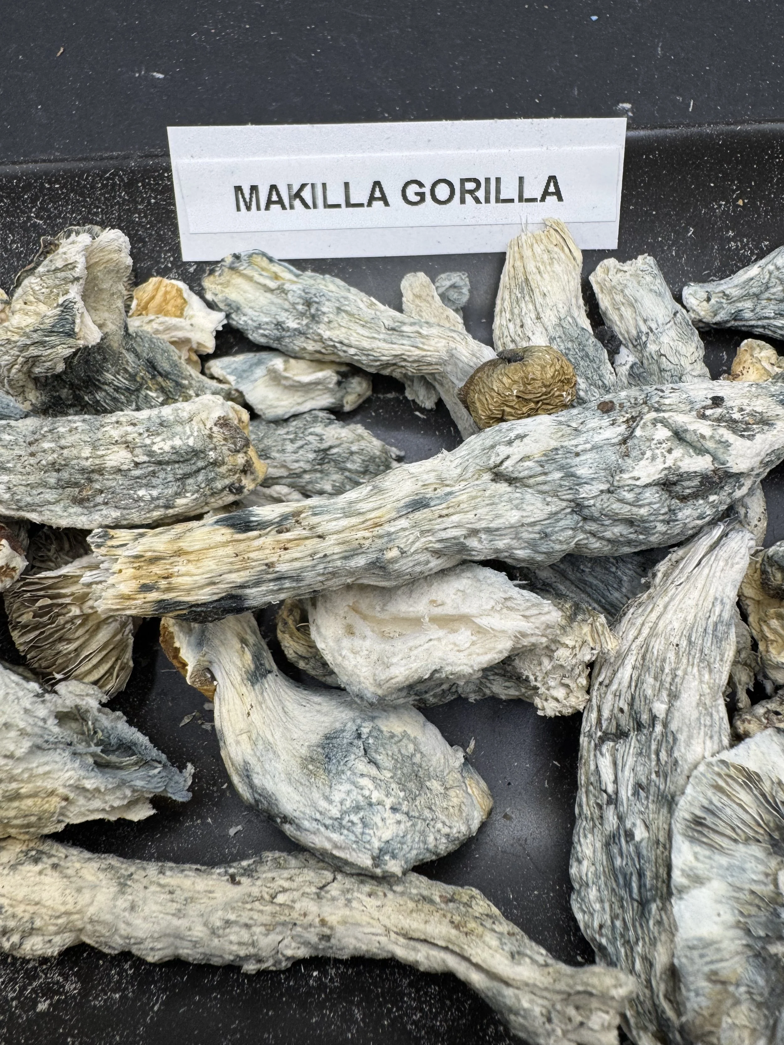 Makilla gorilla 🦍