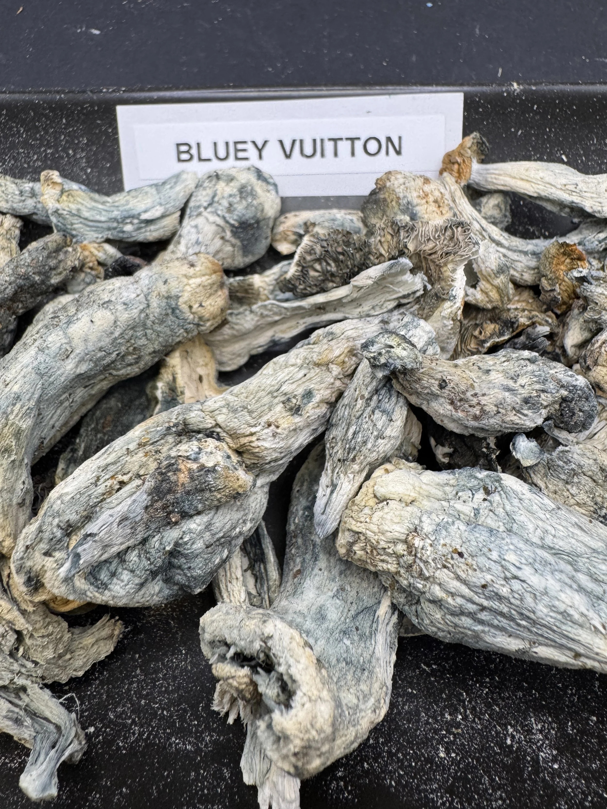 Bluey Vuitton 🔷