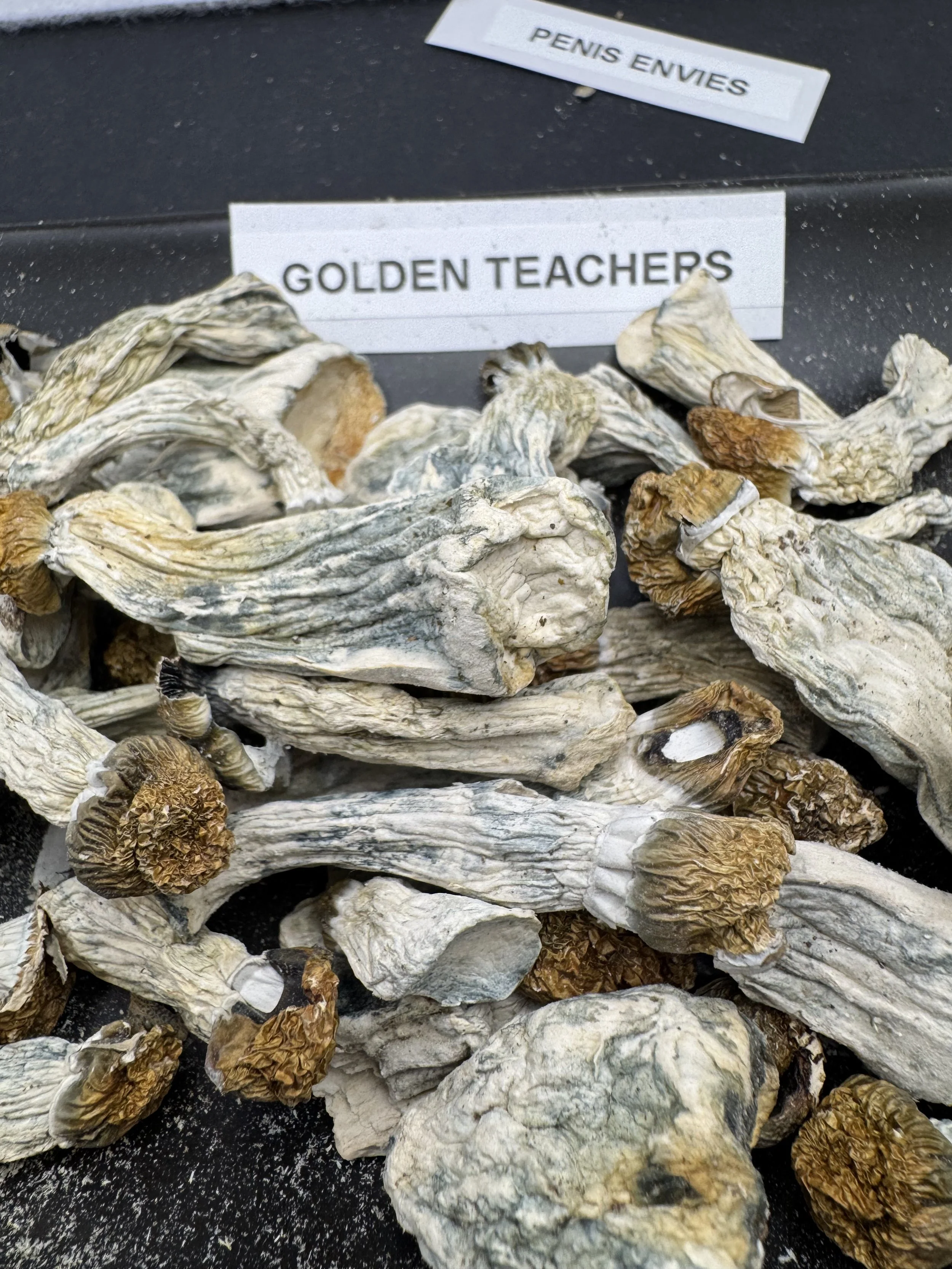 Golden teachers 🧑‍🏫