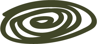 Close-up of a tree stump with concentric growth rings