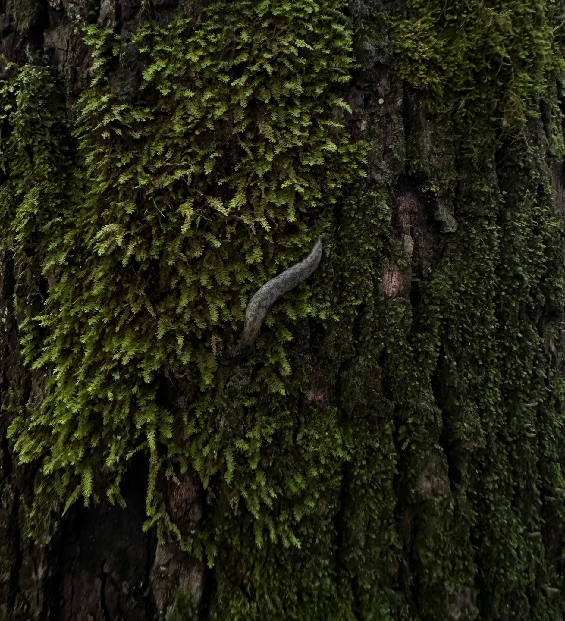 Bella Vista, AR