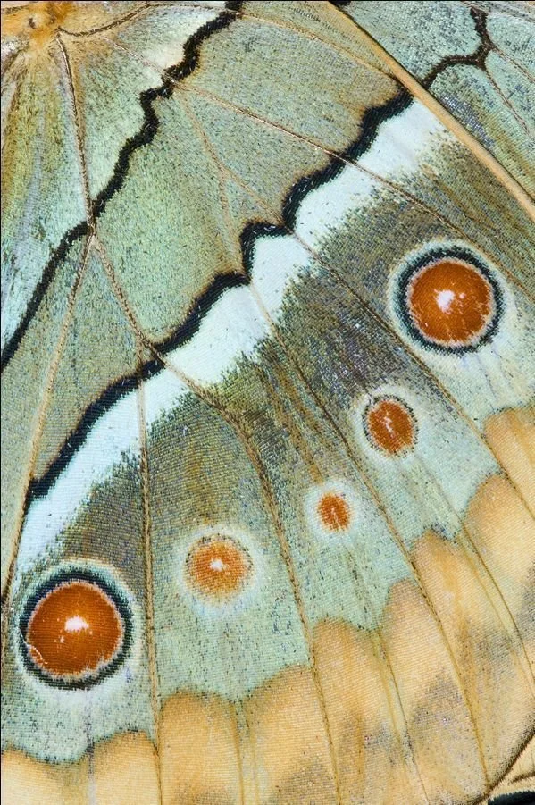Close-up of a butterfly's wing, showing intricate details, colors, and eye spots.