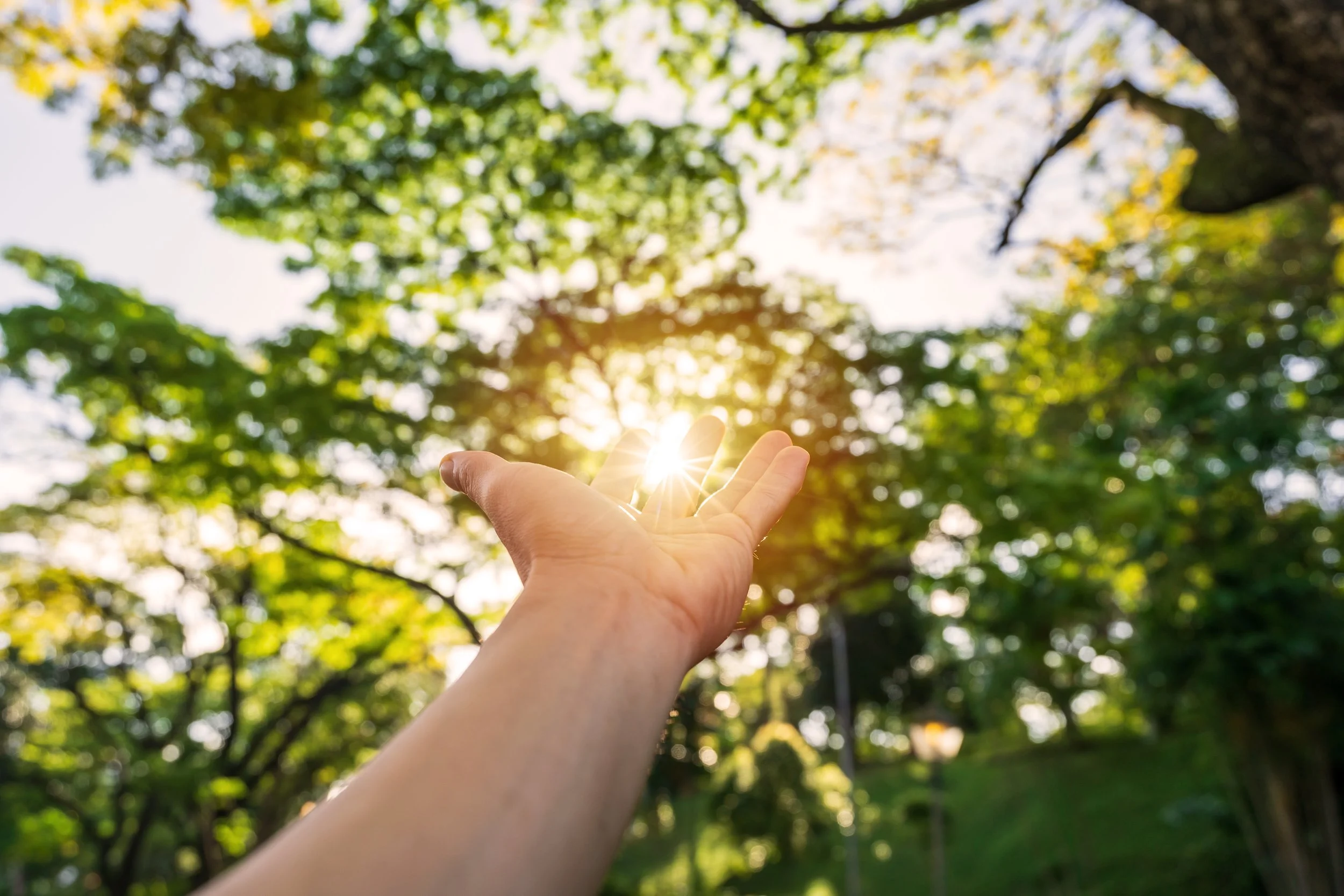 hand-reaching-for-the-sunrise-above-the-trees