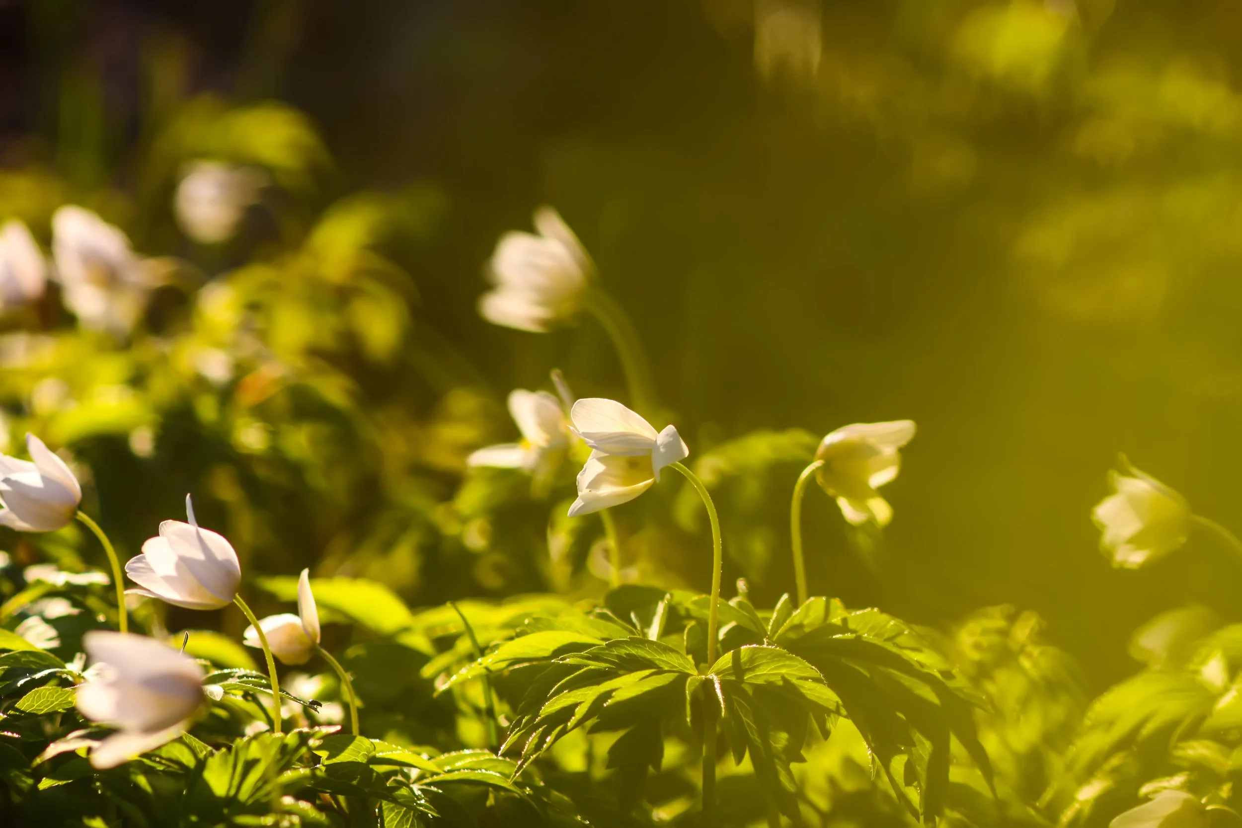 anemone-nemorosa-in-a-wild-spring-forest