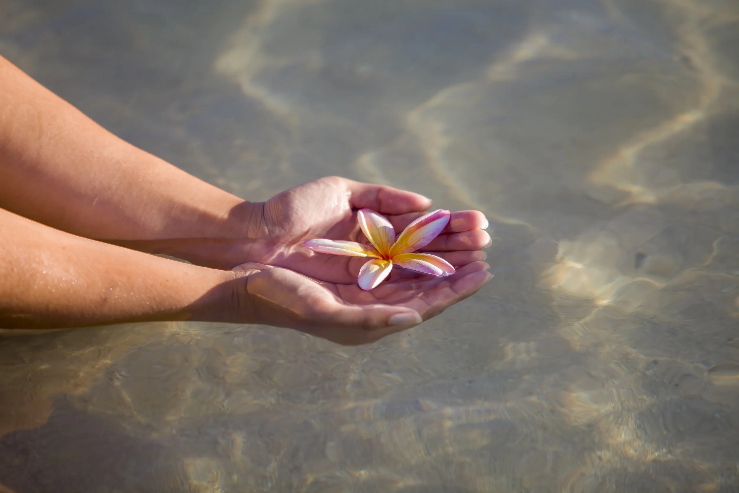closeup-shot-of-beautiful-rainbow-plumeria-flowers