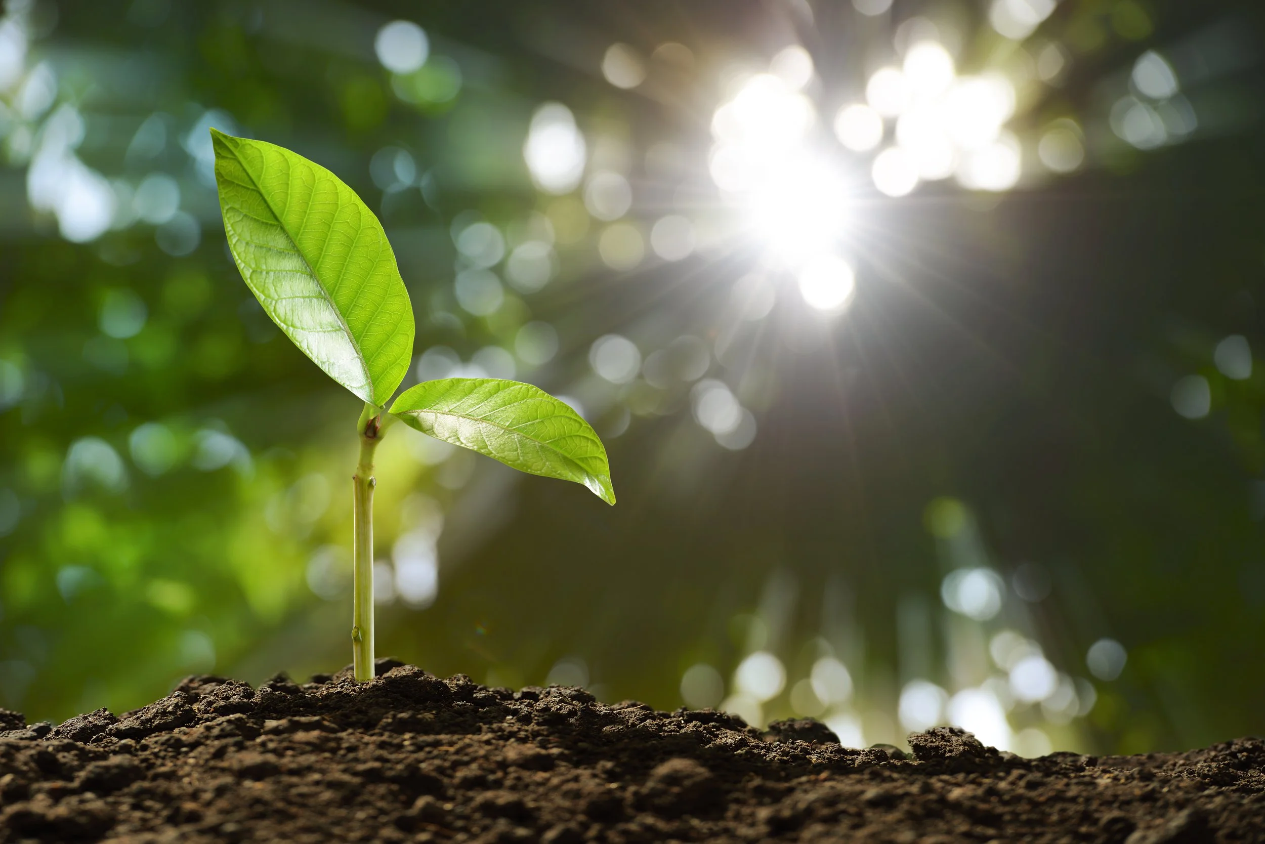 young-plant