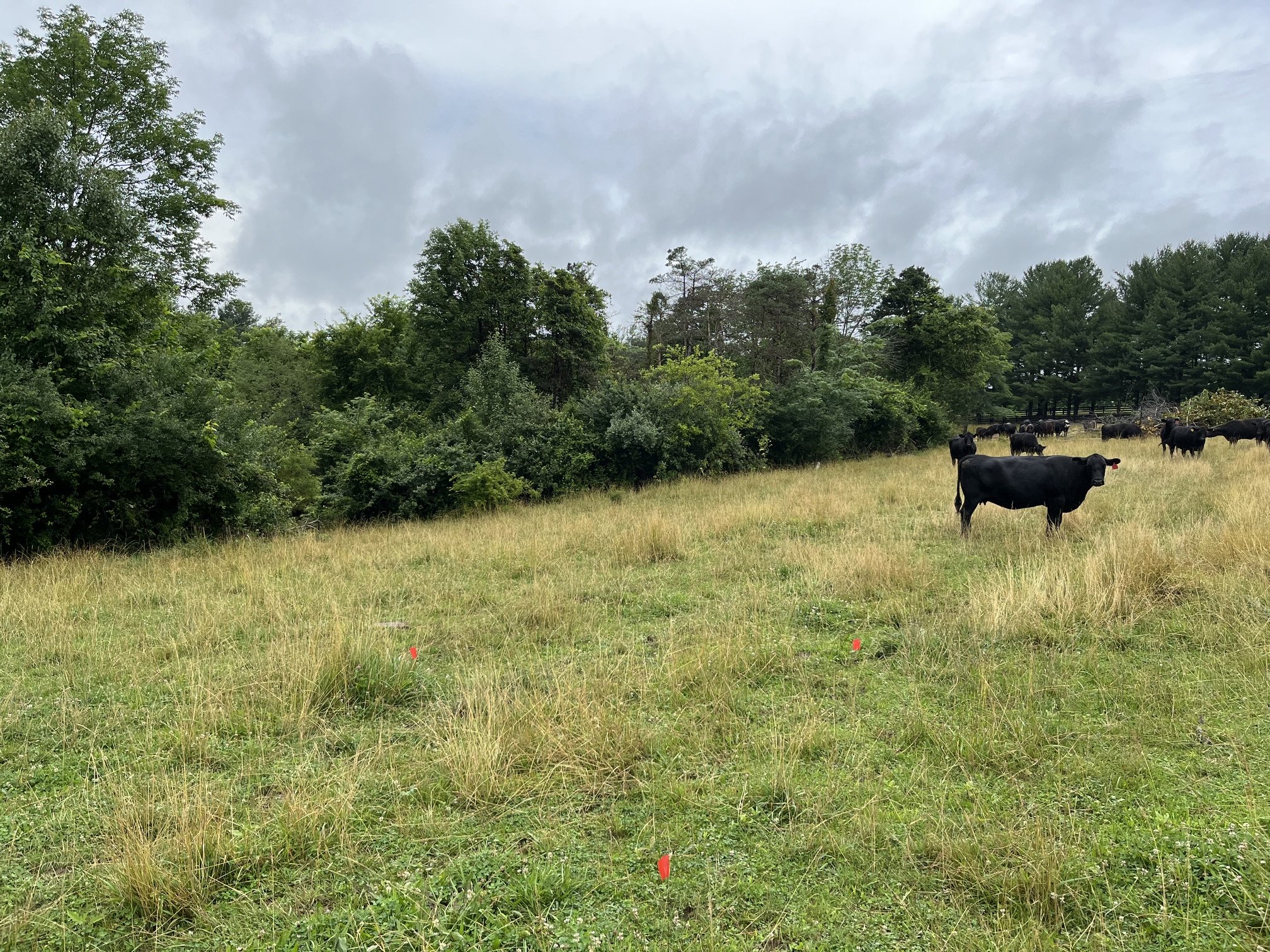 schroders land rescue land clearing