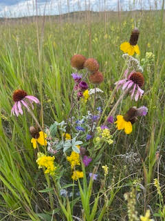 Wildflowers growing in a grassy field with blue sky in the background.