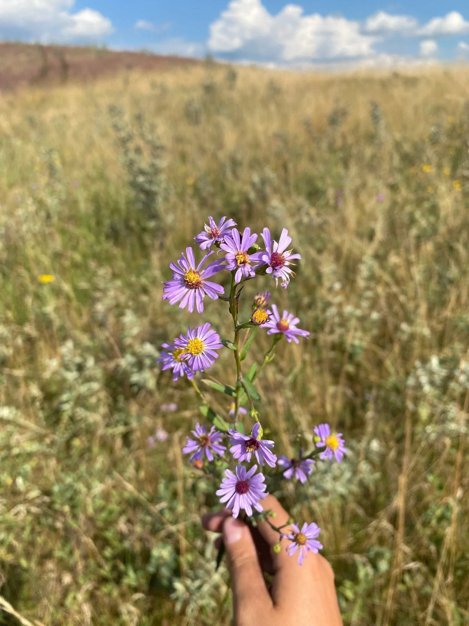 A person's hand holding a cluster of purple wildflowers in a grassy field with a blue sky and white clouds in the background.