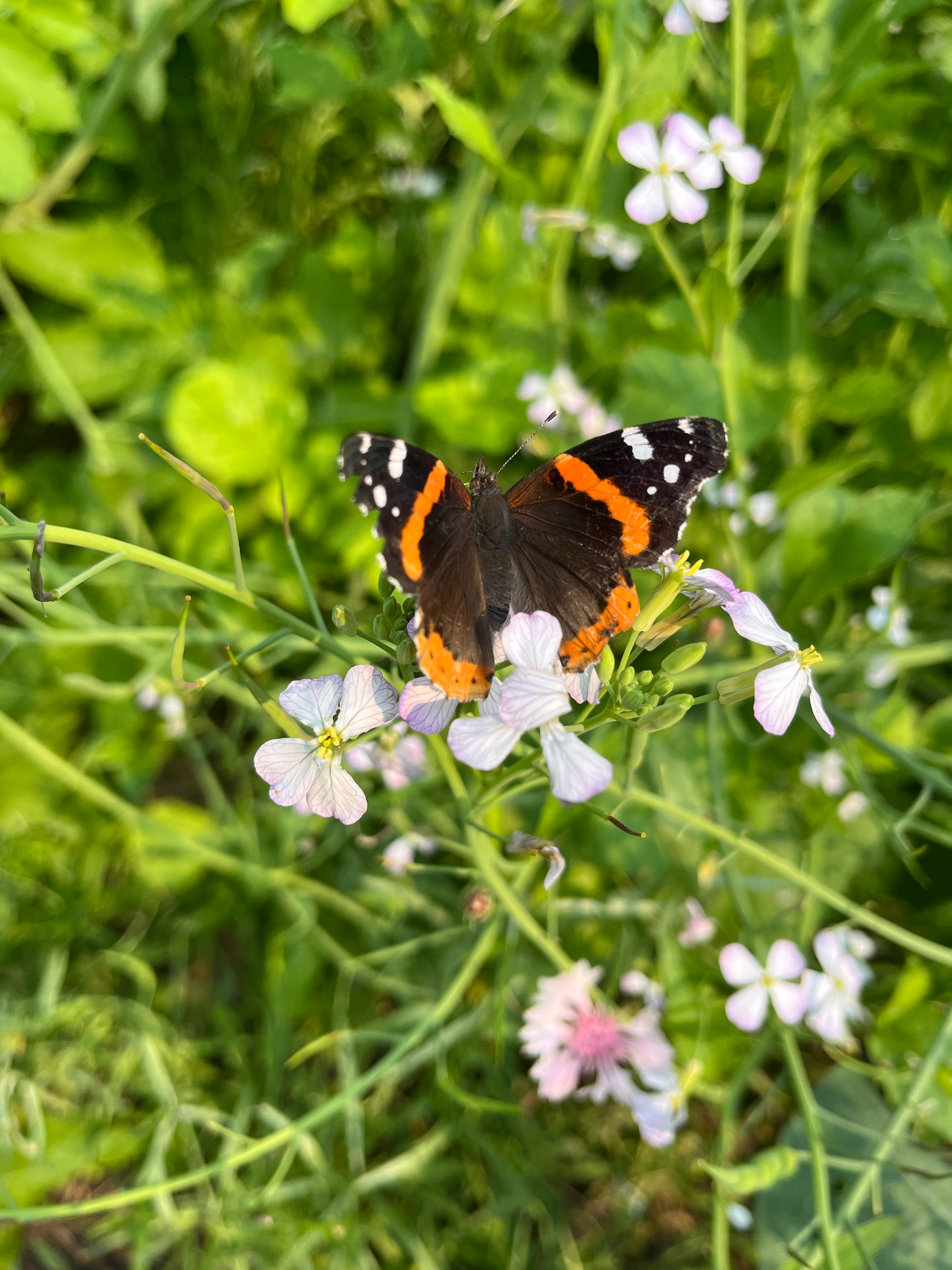 5×7 Card: Red Admiral Butterfly on Radish Flower