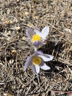 Two white flowers with yellow centers blooming among dry grass and twigs.