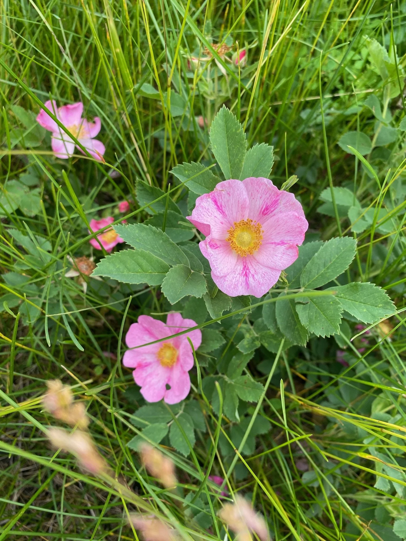 Pink wildflower with five petals and yellow center amidst green grass and leaves.