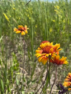 Close-up of orange and yellow flowers in a green field.