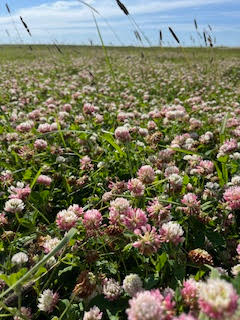 A field of pink and white clover flowers under a blue sky with some tall grass and a few wooden fence posts in the distance.