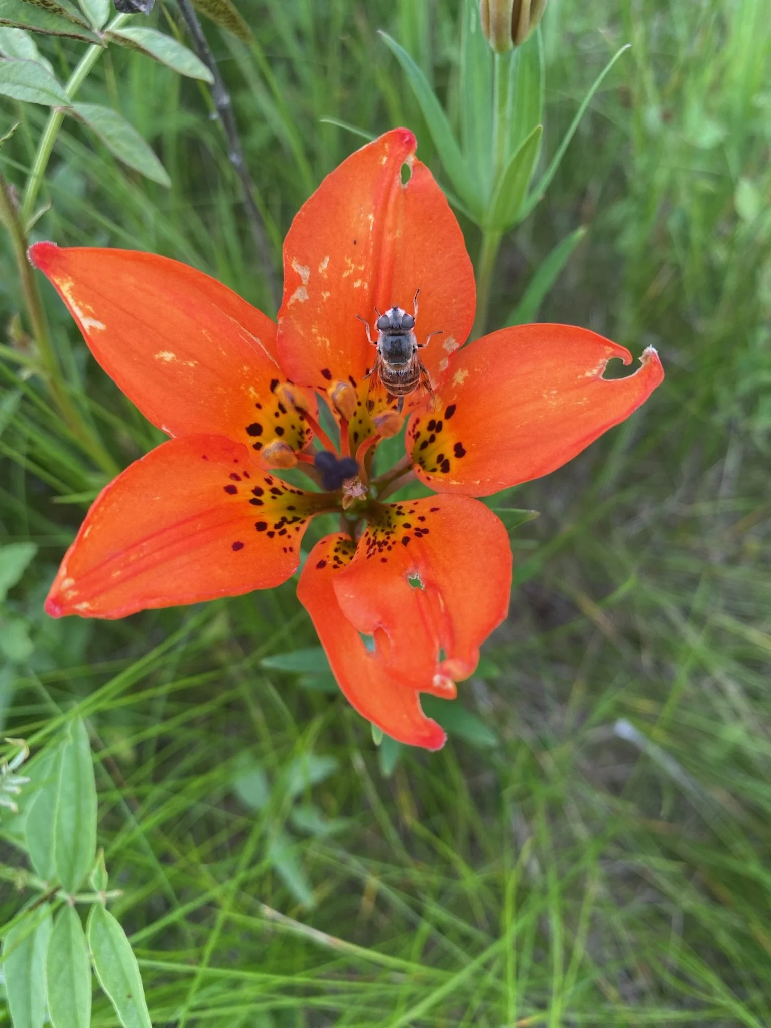 Close-up of an orange flower with black spots and a bee on it, surrounded by green grass and foliage.