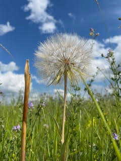 Close-up of a dandelion seed head in a grassy field with a blue sky and scattered clouds.