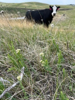 Black and white cow standing in a grassy field with hills in the background.